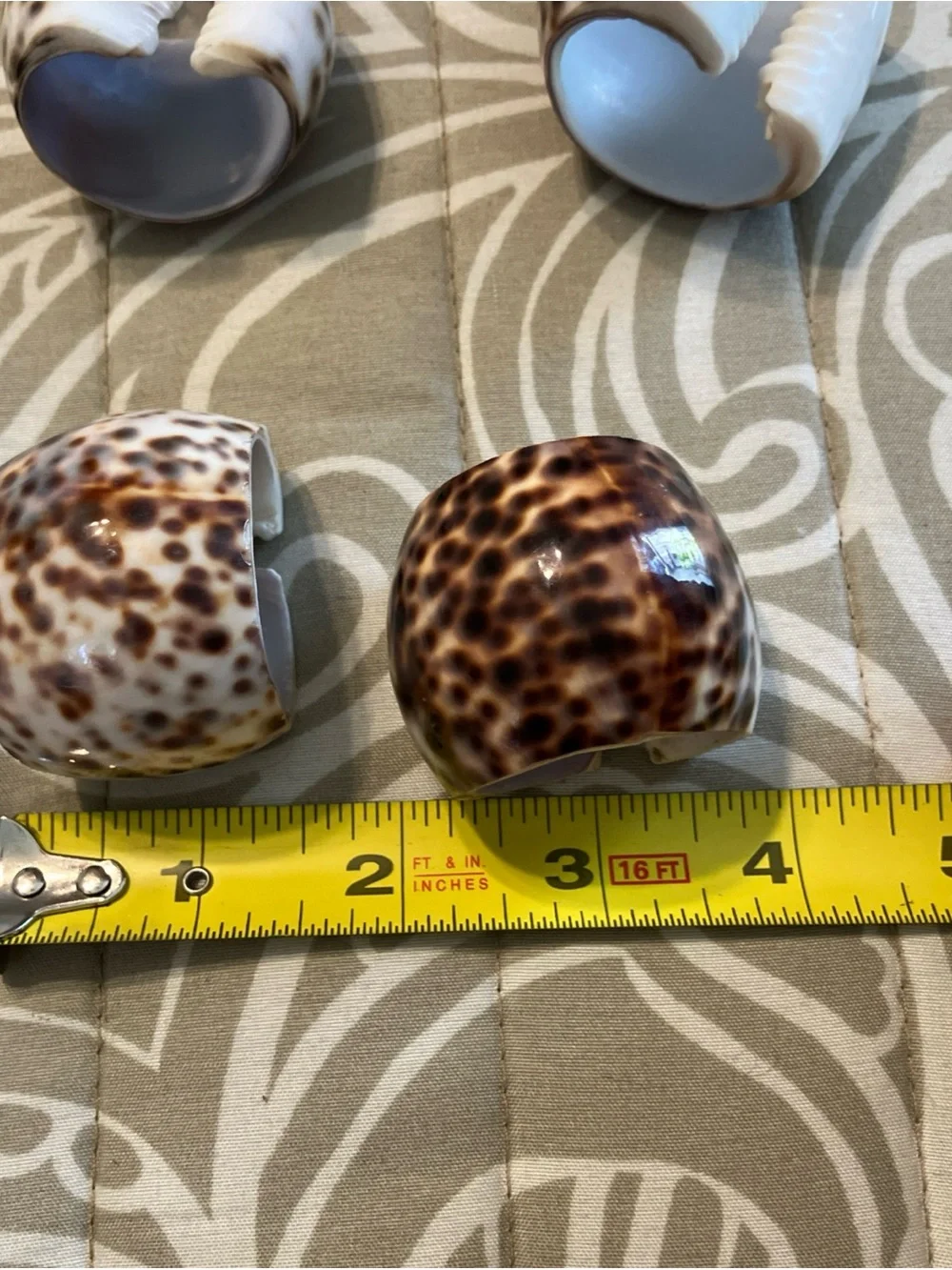 Tiger Cowrie Sea Shell Napkin Rings Set Of 6